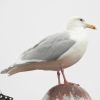 Glaucous-winged Gull